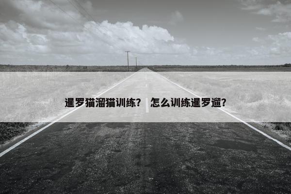 暹罗猫溜猫训练？ 怎么训练暹罗遛？