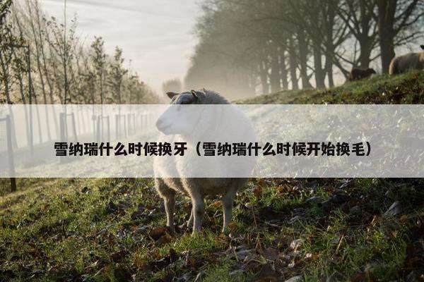 雪纳瑞什么时候换牙（雪纳瑞什么时候开始换毛）