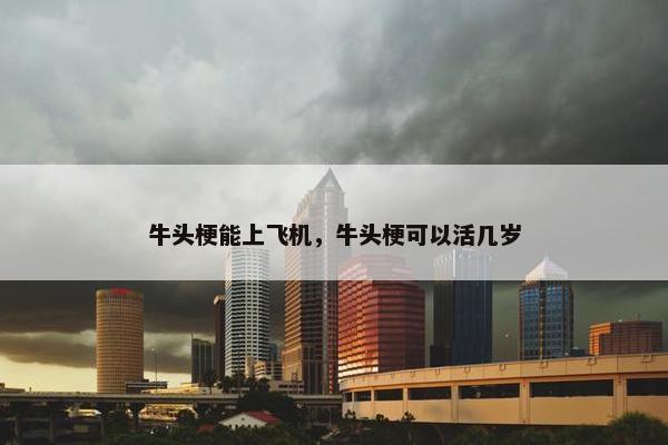 牛头梗能上飞机，牛头梗可以活几岁