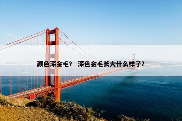 颜色深金毛？ 深色金毛长大什么样子？