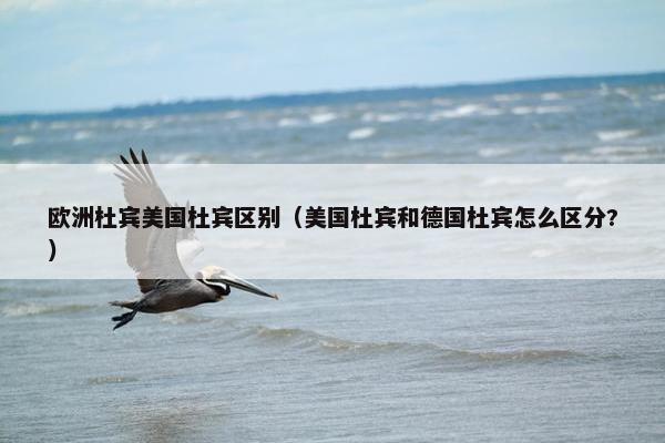 欧洲杜宾美国杜宾区别（美国杜宾和德国杜宾怎么区分?）