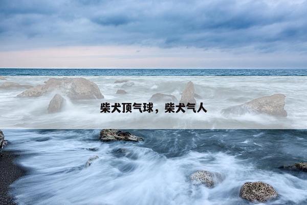 柴犬顶气球，柴犬气人