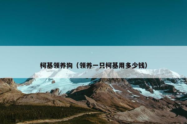 柯基领养狗（领养一只柯基用多少钱）