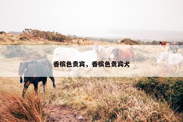 香槟色贵宾，香槟色贵宾犬