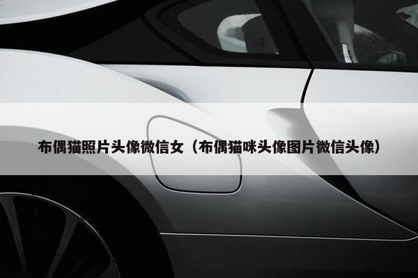 布偶猫照片头像微信女（布偶猫咪头像图片微信头像）