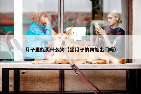 月子里能买什么狗（坐月子的狗能出门吗）