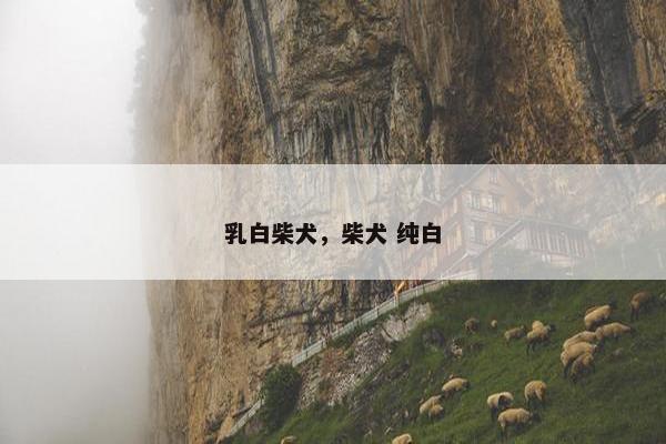 乳白柴犬，柴犬 纯白
