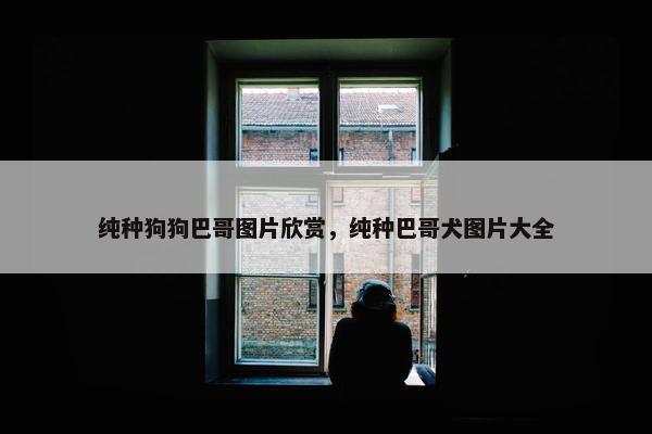 纯种狗狗巴哥图片欣赏，纯种巴哥犬图片大全