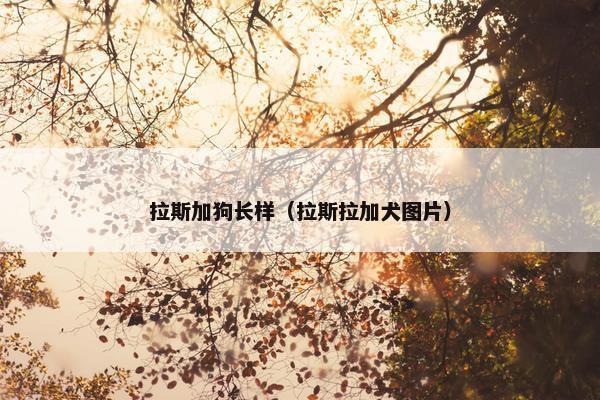 拉斯加狗长样（拉斯拉加犬图片）