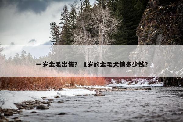 一岁金毛出售？ 1岁的金毛犬值多少钱？
