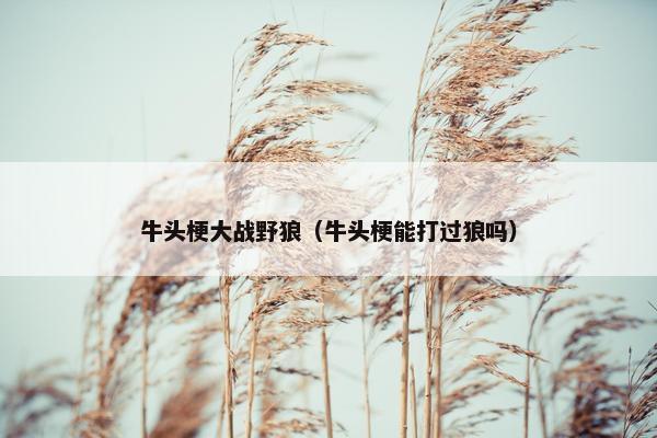 牛头梗大战野狼（牛头梗能打过狼吗）