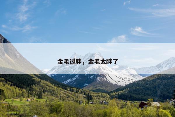 金毛过胖，金毛太胖了