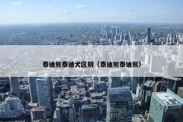 泰迪熊泰迪犬区别（泰迪熊泰迪熊）