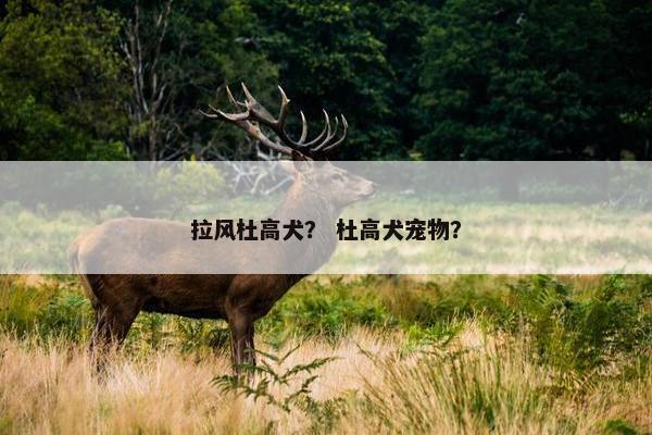 拉风杜高犬？ 杜高犬宠物？