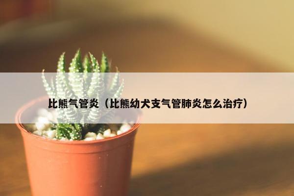 比熊气管炎（比熊幼犬支气管肺炎怎么治疗）