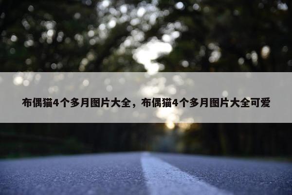 布偶猫4个多月图片大全，布偶猫4个多月图片大全可爱
