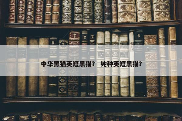 中华黑猫英短黑猫？ 纯种英短黑猫？