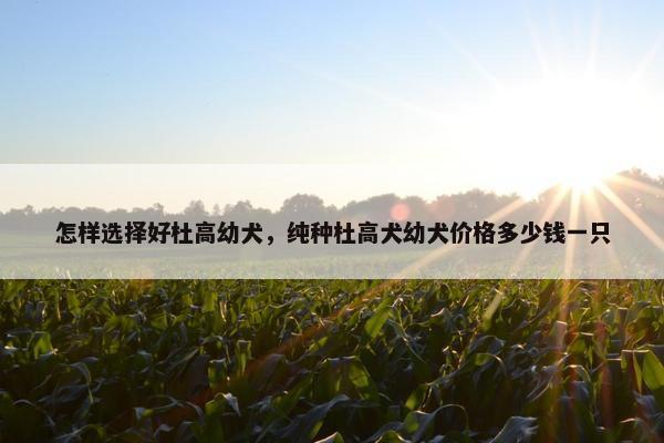 怎样选择好杜高幼犬，纯种杜高犬幼犬价格多少钱一只