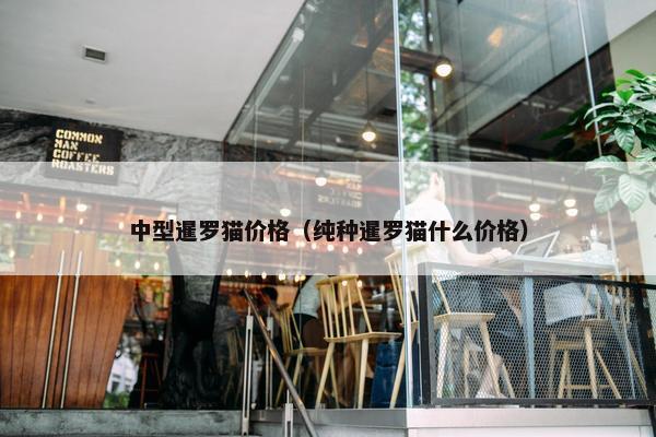 中型暹罗猫价格（纯种暹罗猫什么价格）
