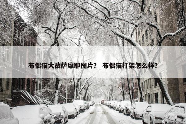 布偶猫大战萨摩耶图片? 布偶猫打架怎么样?