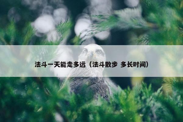 法斗一天能走多远（法斗散步 多长时间）