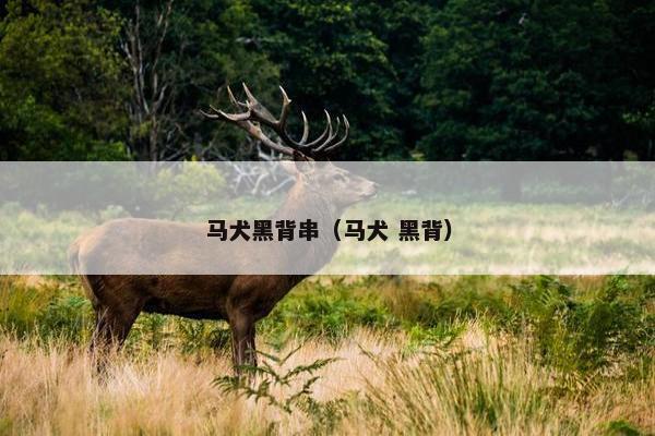 马犬黑背串（马犬 黑背）
