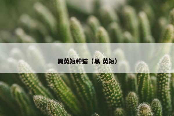黑英短种猫（黑 英短）