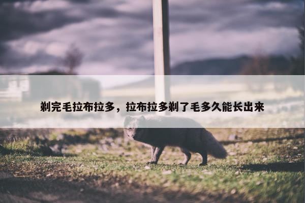剃完毛拉布拉多，拉布拉多剃了毛多久能长出来