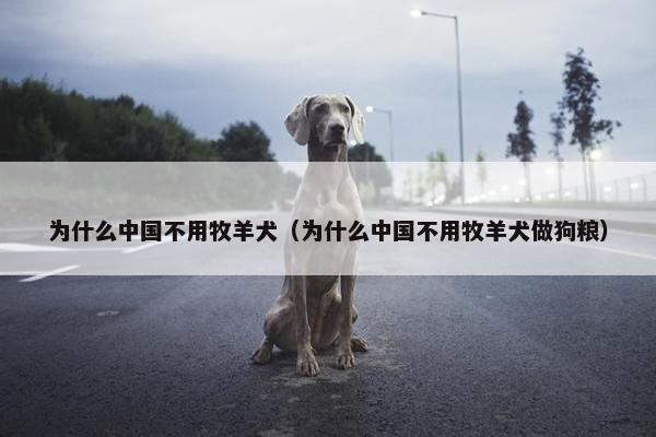 为什么中国不用牧羊犬（为什么中国不用牧羊犬做狗粮）