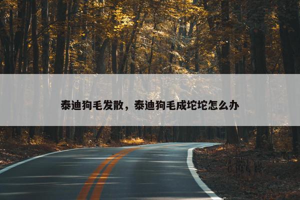 泰迪狗毛发散，泰迪狗毛成坨坨怎么办