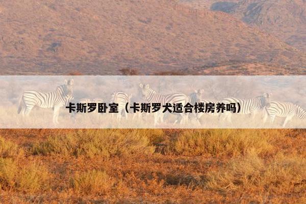 卡斯罗卧室（卡斯罗犬适合楼房养吗）