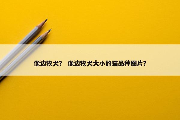 像边牧犬？ 像边牧犬大小的猫品种图片？