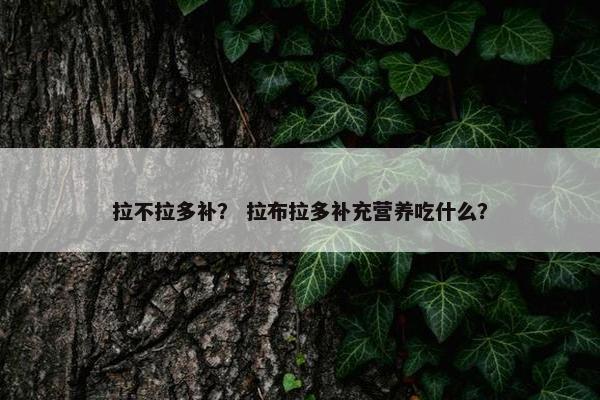 拉不拉多补? 拉布拉多补充营养吃什么?