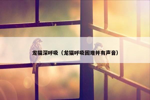 龙猫深呼吸（龙猫呼吸困难并有声音）