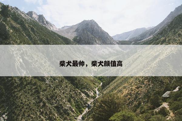柴犬最帅，柴犬颜值高