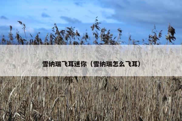 雪纳瑞飞耳迷你（雪纳瑞怎么飞耳）