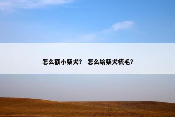 怎么戳小柴犬？ 怎么给柴犬梳毛？