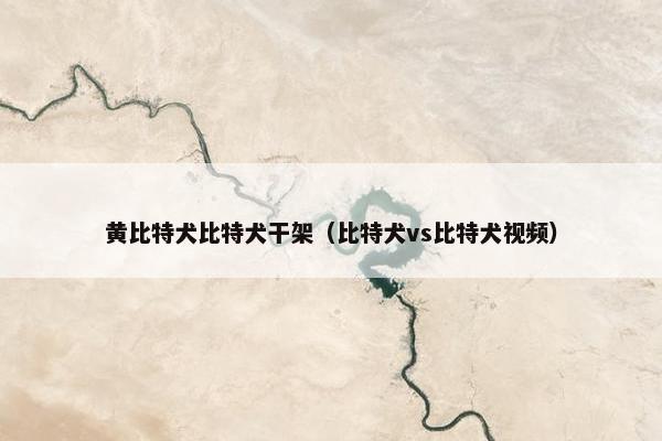 黄比特犬比特犬干架（比特犬vs比特犬视频）