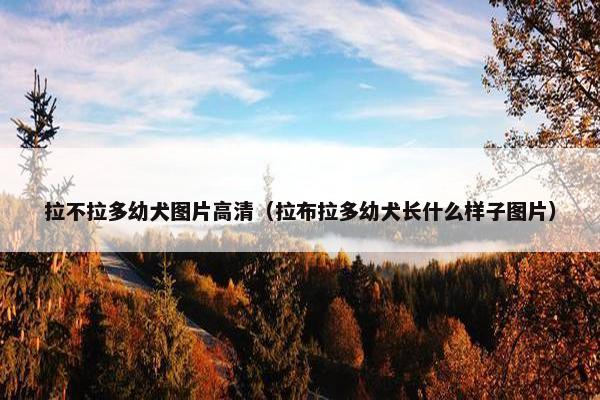 拉不拉多幼犬图片高清(拉布拉多幼犬长什么样子图片)