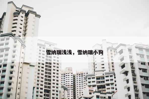 雪纳瑞浅浅，雪纳瑞小狗