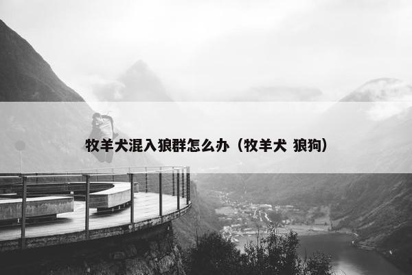 牧羊犬混入狼群怎么办（牧羊犬 狼狗）