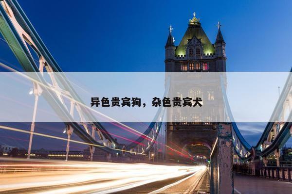 异色贵宾狗，杂色贵宾犬