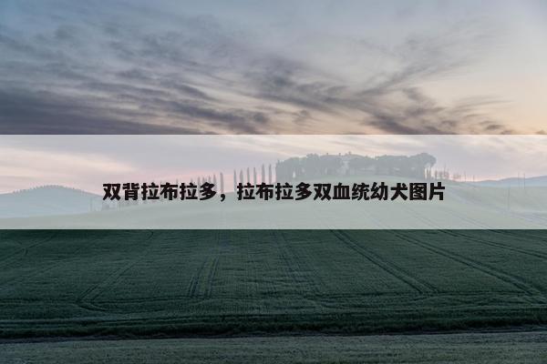 双背拉布拉多,拉布拉多双血统幼犬图片