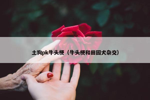 土狗pk牛头梗（牛头梗和田园犬杂交）