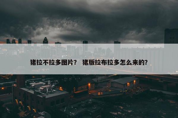 猪拉不拉多图片？ 猪版拉布拉多怎么来的？