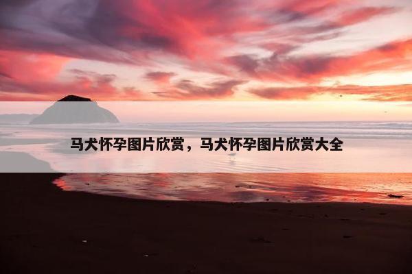 马犬怀孕图片欣赏，马犬怀孕图片欣赏大全