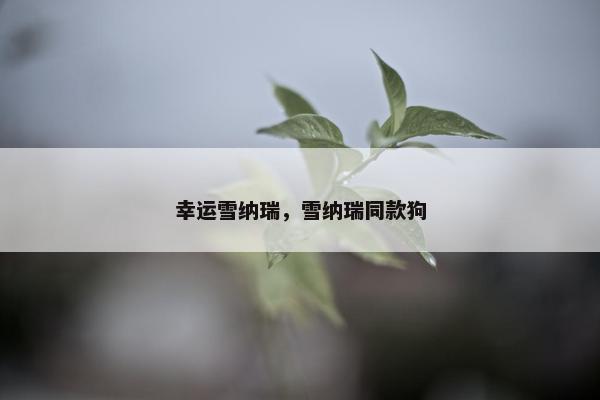 幸运雪纳瑞，雪纳瑞同款狗