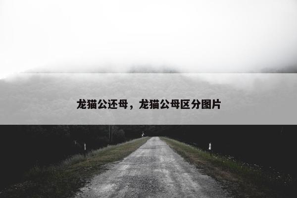 龙猫公还母，龙猫公母区分图片