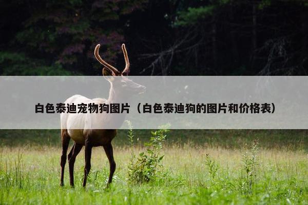 白色泰迪宠物狗图片（白色泰迪狗的图片和价格表）