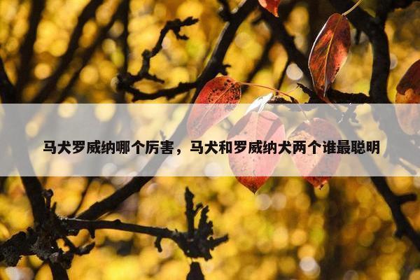 马犬罗威纳哪个厉害，马犬和罗威纳犬两个谁最聪明
